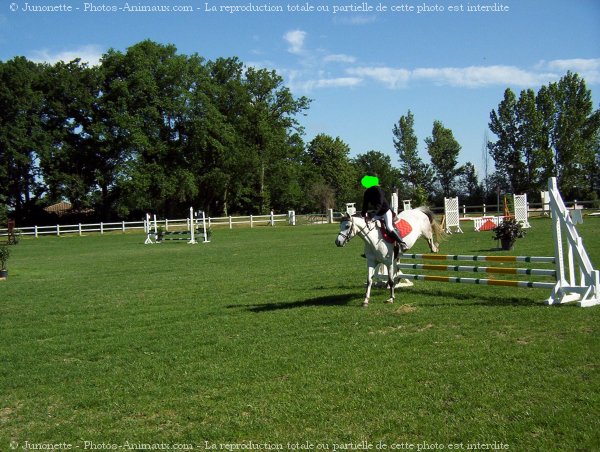 Photo de Poney franais de selle