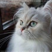 Photo de British longhair