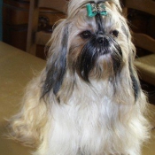 Photo de Shih tzu