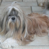 Photo de Shih tzu