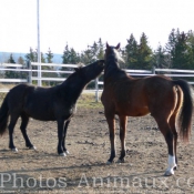 Photo de Races diffrentes