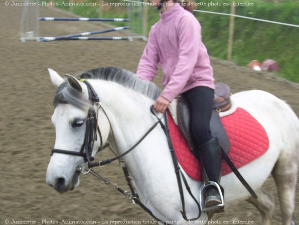 Photo de Poney franais de selle