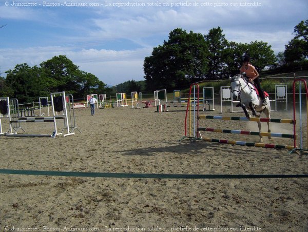 Photo de Poney franais de selle