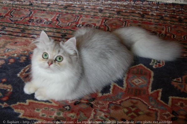 Photo de British longhair