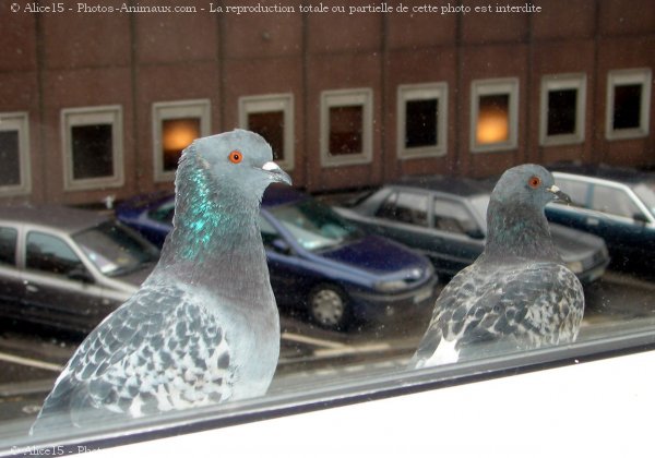 Photo de Pigeon