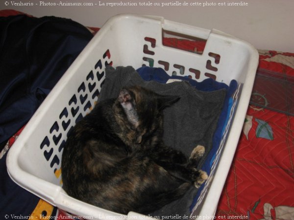 Photo de Chat domestique