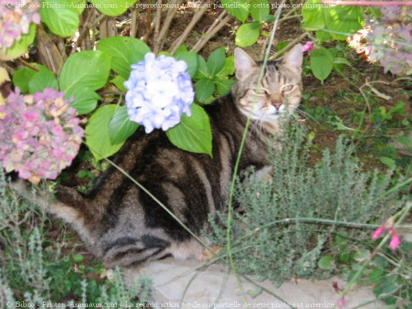 Photo de Chat domestique