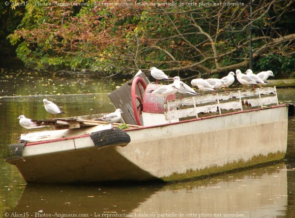 Photo de Mouette