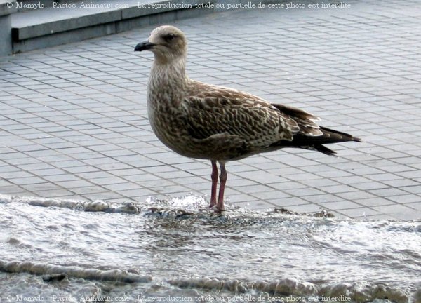 Photo de Mouette