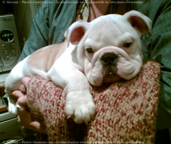 Photo de Bulldog