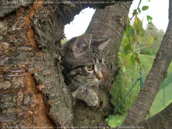 Photo de Chat domestique