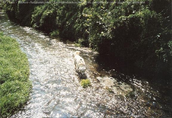 Photo de Golden retriever