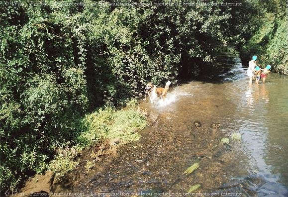 Photo de Saint-bernard poil long