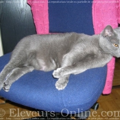 Photo de Chartreux