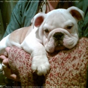 Photo de Bulldog