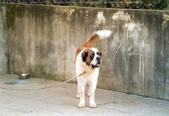 Photo de Saint-bernard poil long