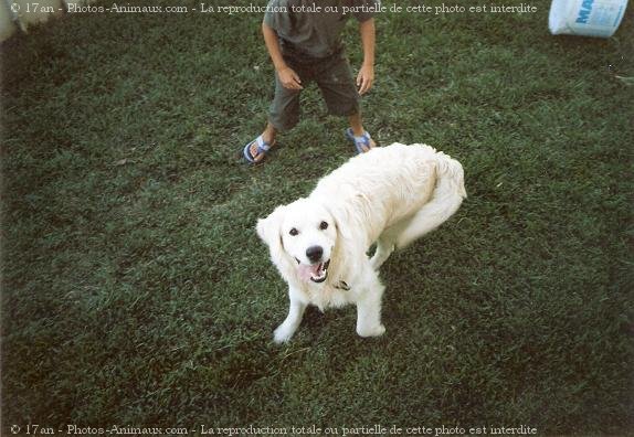 Photo de Golden retriever