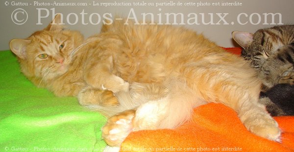 Photo de Chat domestique