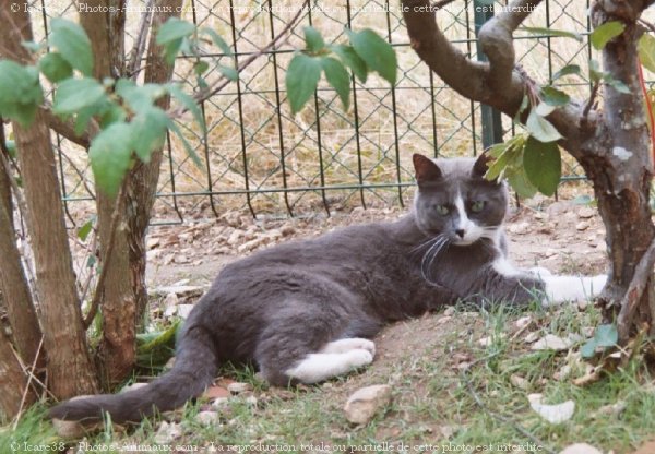 Photo de Chat domestique