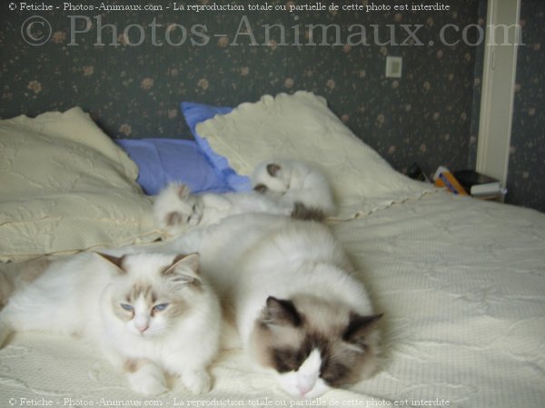 Photo de Ragdoll