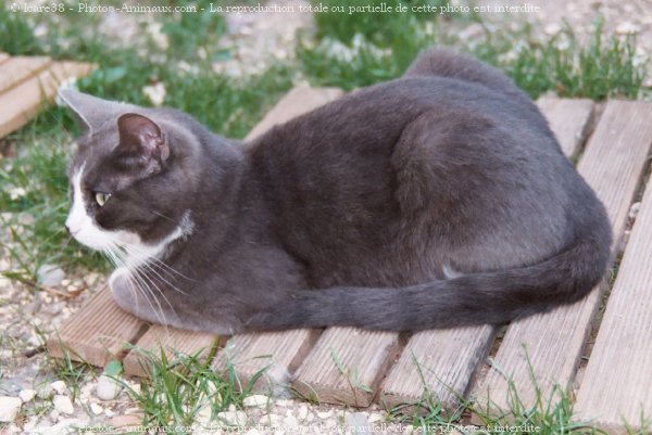 Photo de Chat domestique