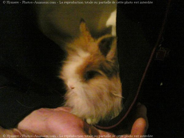 Photo de Lapin