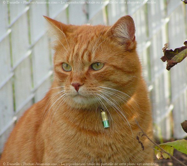 Photo de Chat domestique