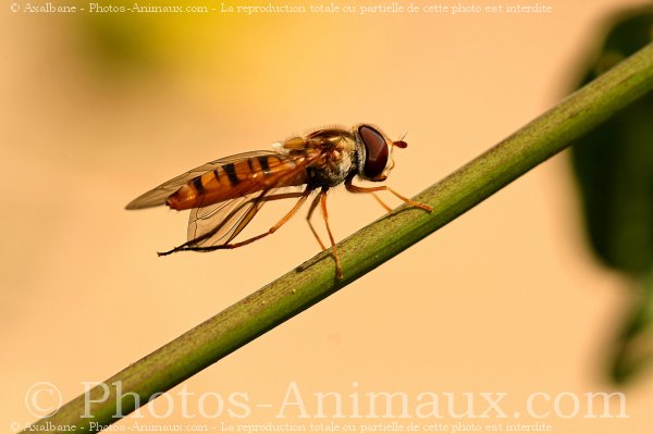 Photo de Mouche