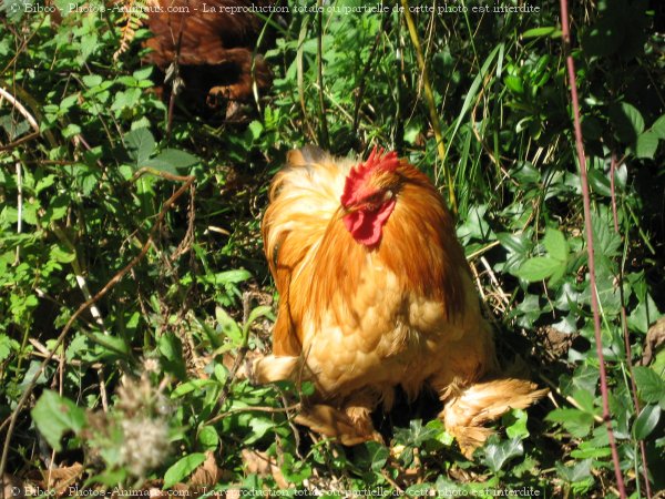 Photo de Poule