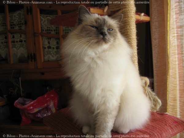 Photo de Sacr de birmanie