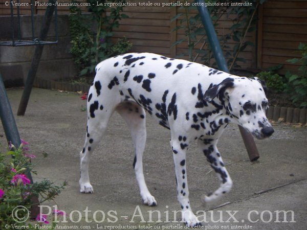 Photo de Dalmatien