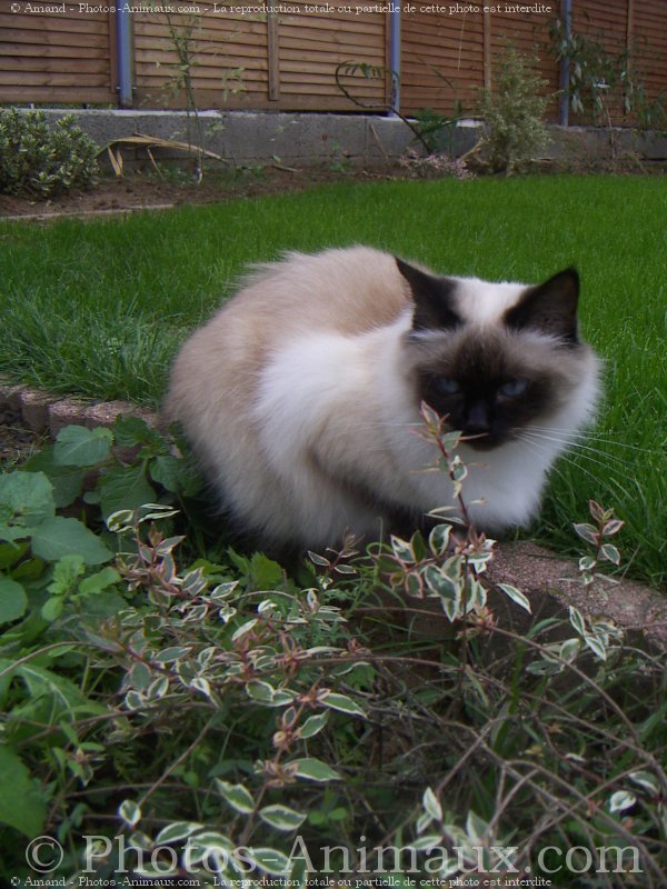 Photo de Sacr de birmanie