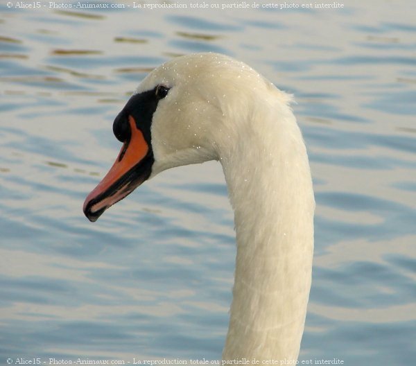 Photo de Cygne