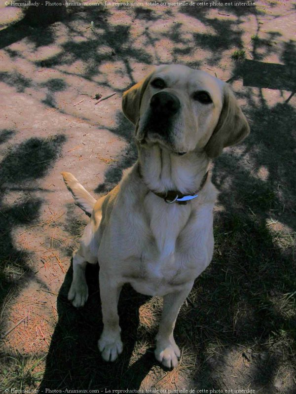 Photo de Labrador retriever