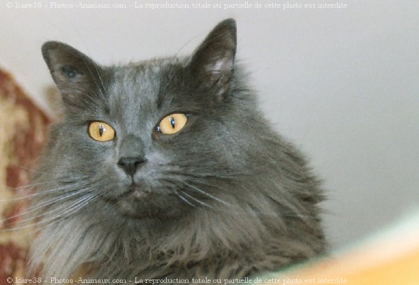 Photo d'Angora turc