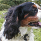 Photo de Cavalier king charles spaniel