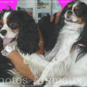 Photo de Cavalier king charles spaniel