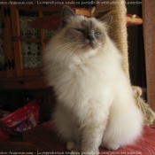 Photo de Sacr de birmanie