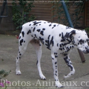 Photo de Dalmatien