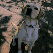 Photo de Labrador retriever