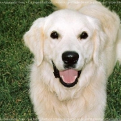 Photo de Golden retriever