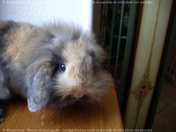 Photo de Lapin