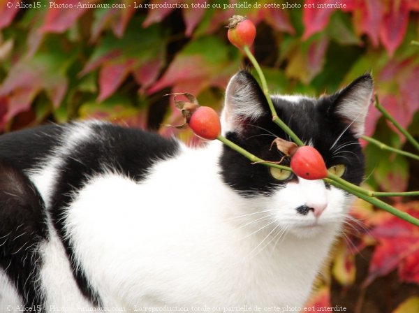 Photo de Chat domestique