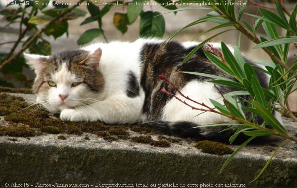 Photo de Chat domestique