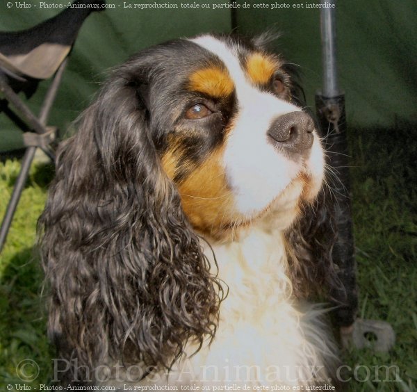 Photo de Cavalier king charles spaniel