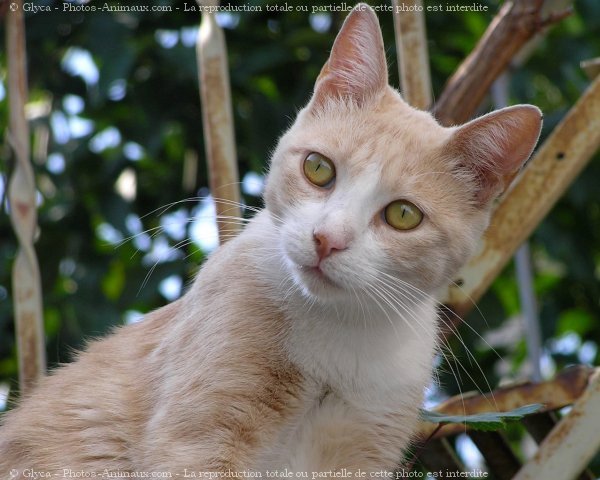 Photo de Chat domestique