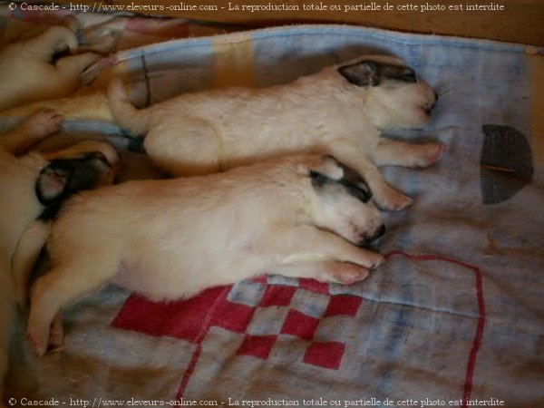 Photo de Chien de montagne des pyrnes