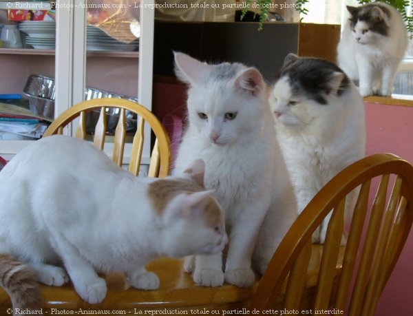 Photo de Chat domestique