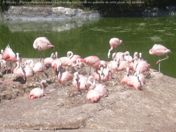 Photo de Flamand rose