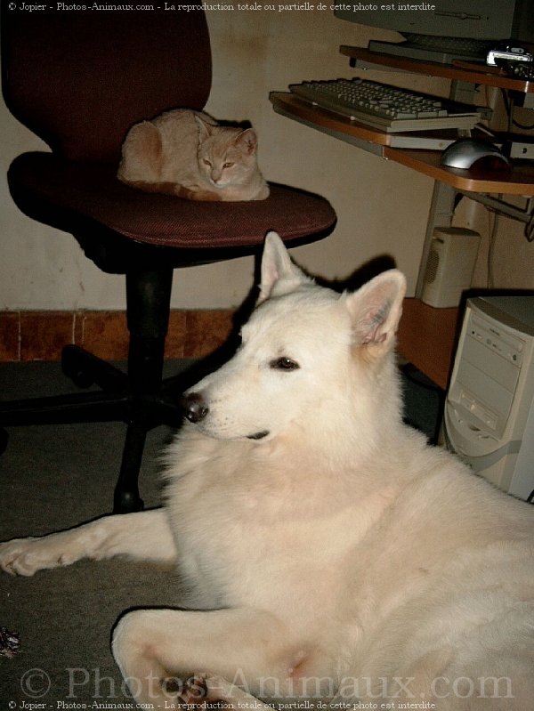 Photo de Berger blanc suisse